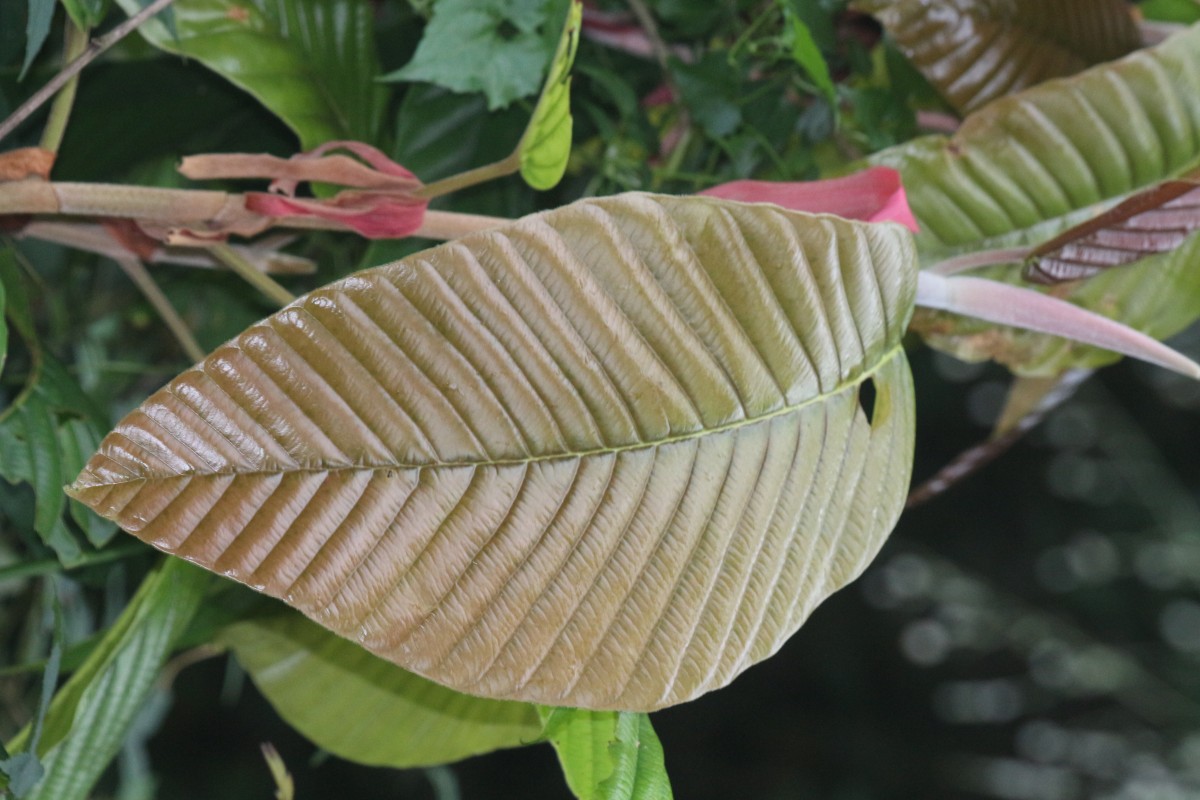 Dipterocarpus zeylanicus Thwaites